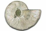 Silver Iridescent Ammonite (Cleoniceras) Fossil - Madagascar #346713-1